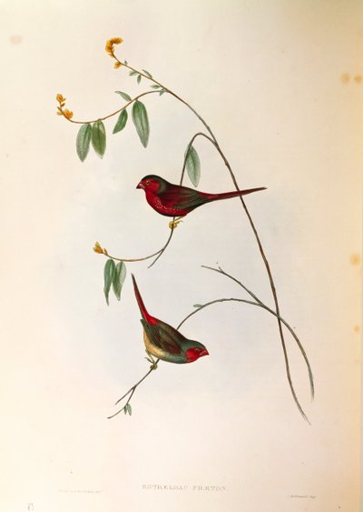 Illustration de "Les Oiseaux d