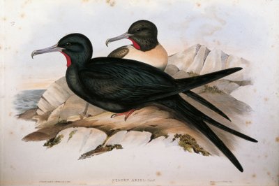 Illustration de "Les Oiseaux d