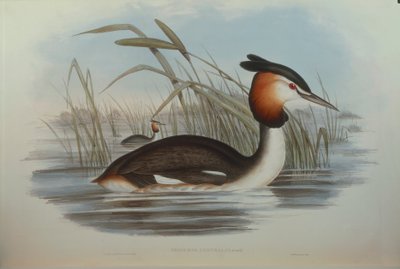Illustration de "Les Oiseaux d