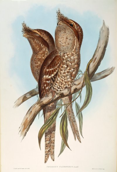 Illustration de "Les Oiseaux d