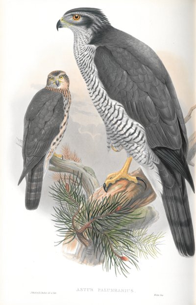 Illustration de l