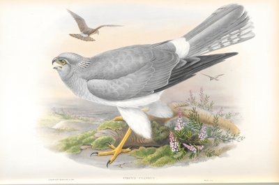 Illustration de Circus Cyaneus (Busard Saint-Martin) - John Gould