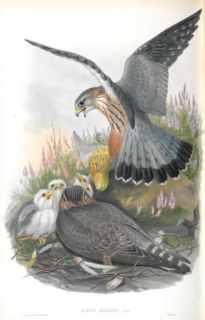 Illustration du Faucon émerillon - John Gould