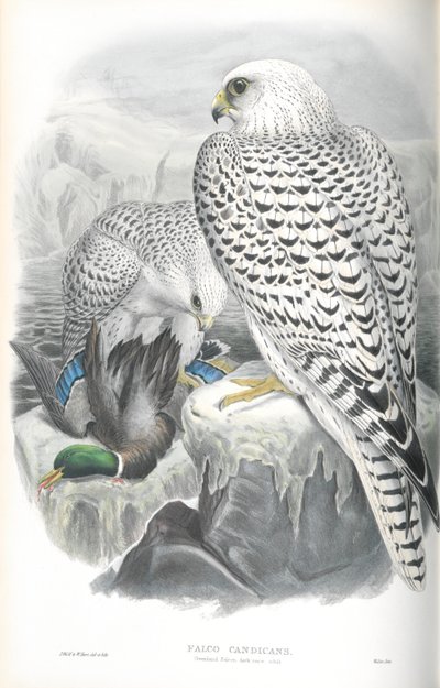 Illustration du Faucon gerfaut du Groenland (race sombre) - John Gould