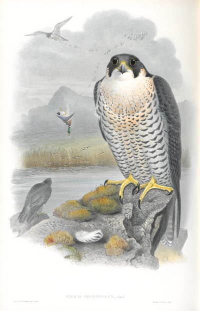 Illustration du Faucon pèlerin - John Gould