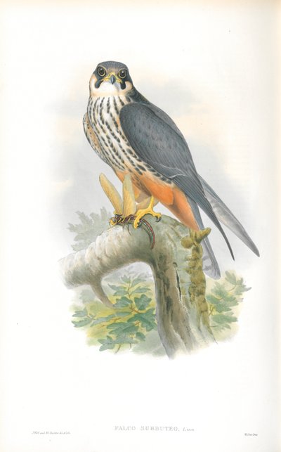 Illustration du Faucon hobereau - John Gould