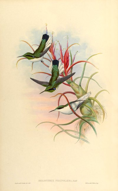 Illustration de Heliothrix phainolæma (= Heliothryx auritus phainolaemus) (colibri) sur Tillandsia bulbosa (broméliacée) - John Gould