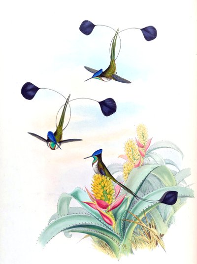 Illustration de Loddigesia mirabilis (colibri) sur Aechmea mertensii (comme syn. A. mucroniflora) (broméliacée) - John Gould