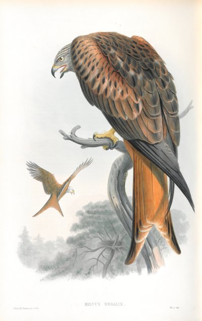 Illustration de Milvus Regalis (Milan royal) - John Gould