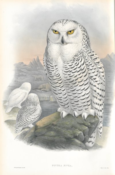Illustration de Nyctea Nivea (Harfang des neiges) - John Gould