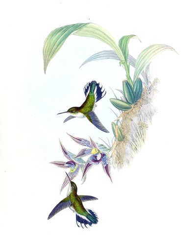 Illustration de Phlogophilus hemileucurus sur Paphinia cristata (orchidée) - John Gould