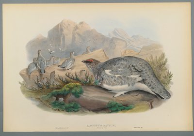 Lagopus Mutus, Plumage d