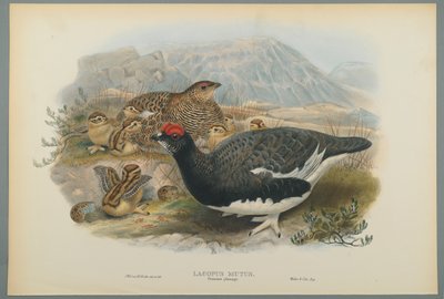 Lagopus Mutus, Plumage d