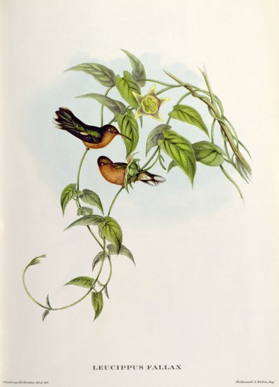 Leucippus Fallax - John Gould