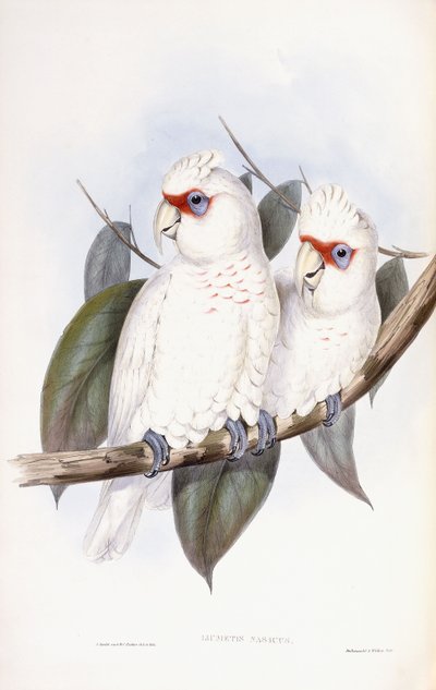 Cacatoès à long bec - John Gould