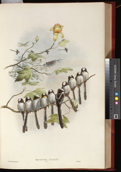 Mésange à longue queue - John Gould