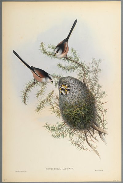 Mecistura Caudata - Mésange à longue queue - John Gould