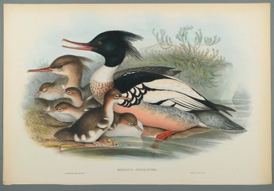 Mergus Serrator : Harle huppé - John Gould