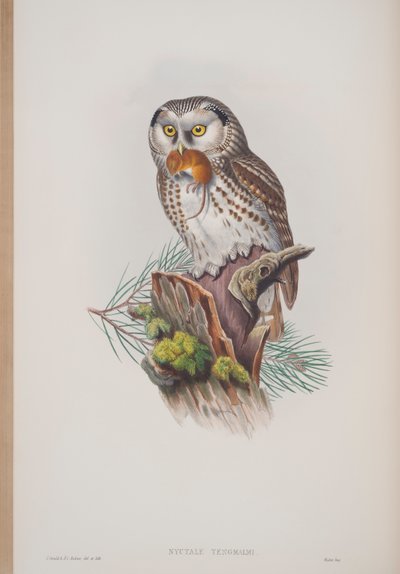 Nyctale Tengmalmi, planche tirée de The Birds of Great Britain par John Gould, publié 1862-73 - John Gould