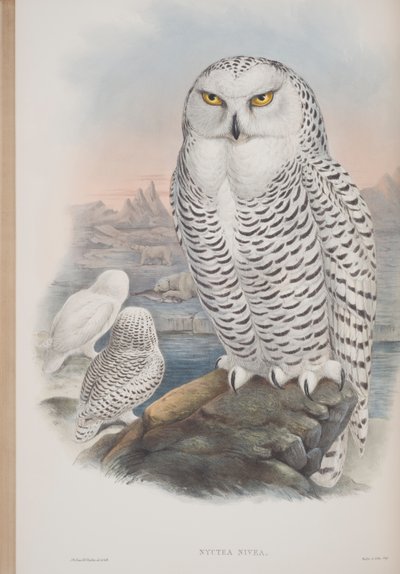 Nyctea Nivea, planche tirée de The Birds of Great Britain par John Gould, publié 1862-73 - John Gould