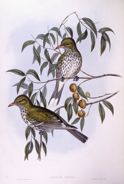 Loriot à dos olive (Oriolus sagittatus), gravure par John Gould - John Gould