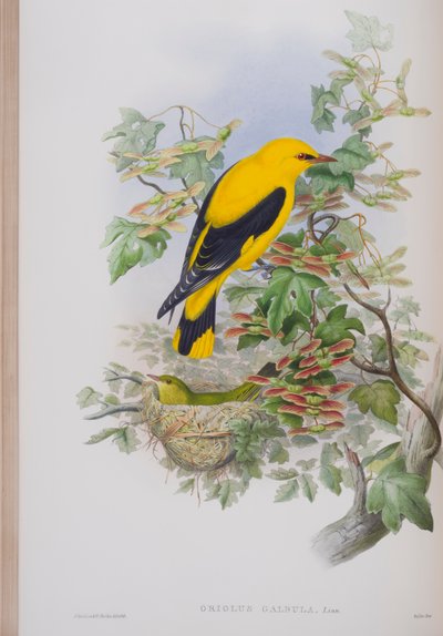 Oriolus Galbula, planche de The Birds of Great Britain de John Gould, publié 1862-73 - John Gould