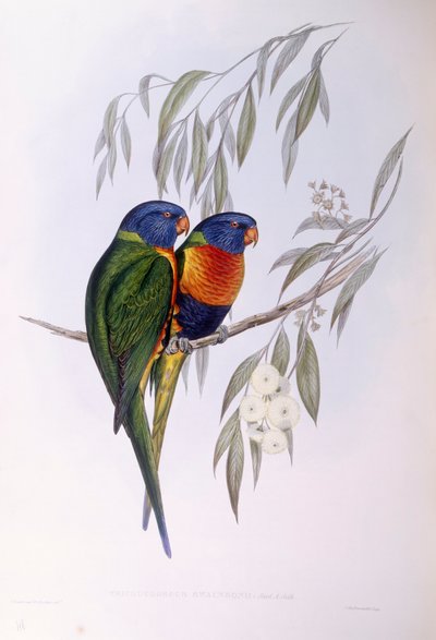 Loriquet orné (Trichoglossus ornatus), gravure par John Gould - John Gould