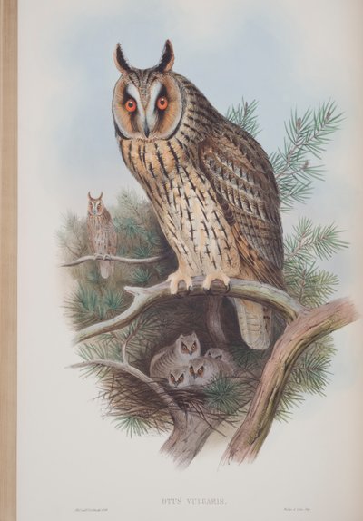 Otus Vulgaris, planche tirée de The Birds of Great Britain par John Gould, publié 1862-73 - John Gould