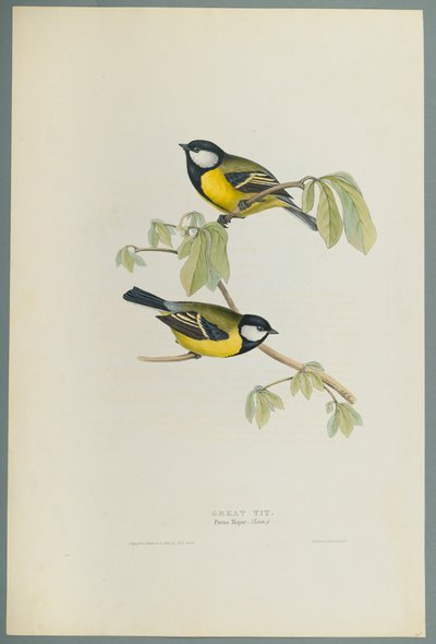 Parus Major : Mésange charbonnière - John Gould