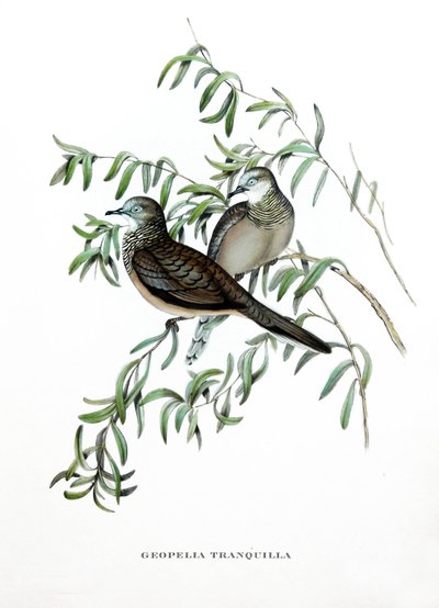 Colombe paisible, oiseaux d