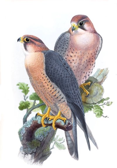 Faucon pèlerin, (Faucon à tête rouge) Falco peregrinus babylonicus Sclater - John Gould