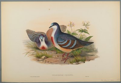 Philogoenas Cruenta - John Gould