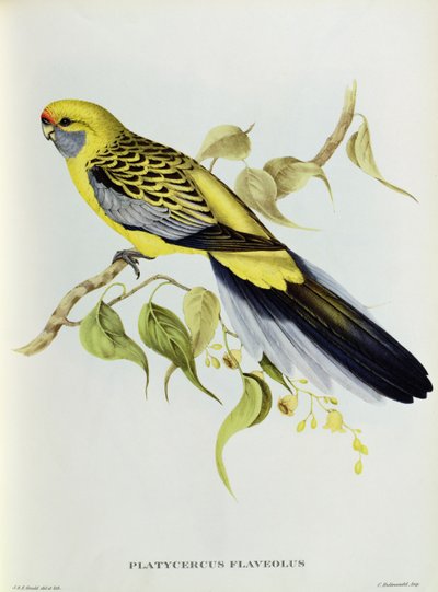 Platycercus Flaveolus - John Gould