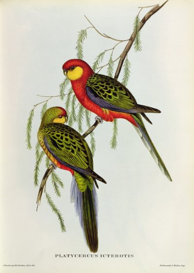 Platycercus Icterotis - John Gould