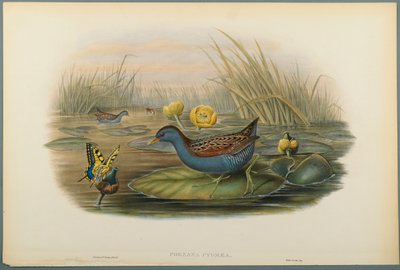 Porzana Pygmaea, Grue de Baillon - John Gould