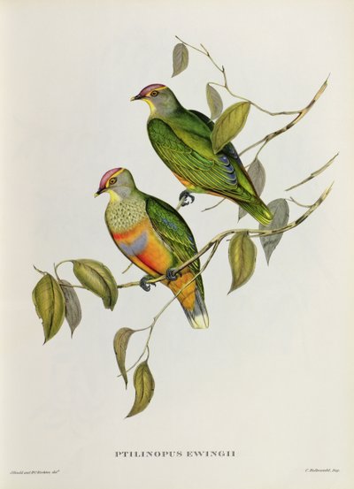 Ptilinopus Ewingii - John Gould