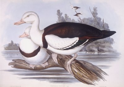Tadorne radjah (Tadorna radjah), gravure par John Gould - John Gould