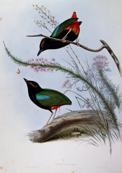 Pitta arc-en-ciel (Pitta iris), gravure de Birds of Australia - John Gould