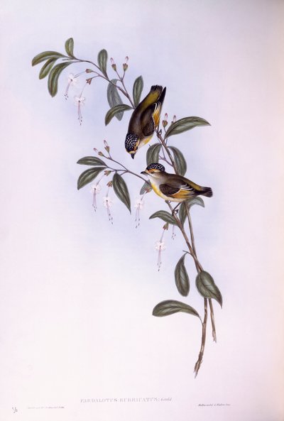 Pardalote à sourcils rouges (Pardalotus rubricatus), gravure par John Gould - John Gould