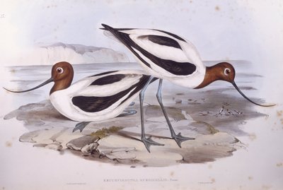 Avocette élégante (Recurvirostra novaehollandiae), gravure par John Gould - John Gould