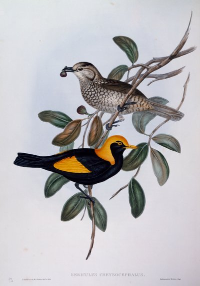 Oiseau de paradis régent (Sericulus chrysocephalus), gravure de Birds of Australia - John Gould