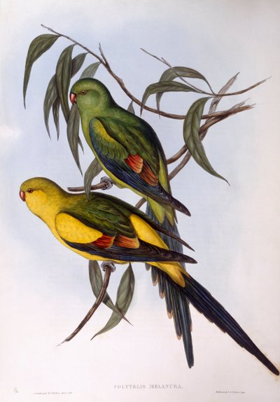 Perruche royale (Polytelis anthopeplus), gravure par John Gould - John Gould