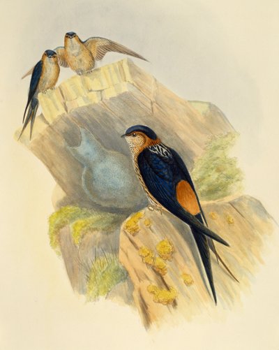 Hirondelle rousseline (Hirundo daurica), gravure de John Gould - John Gould