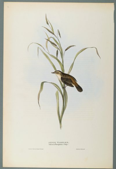 Salicaria Phragmatis : Phragmite des joncs - John Gould
