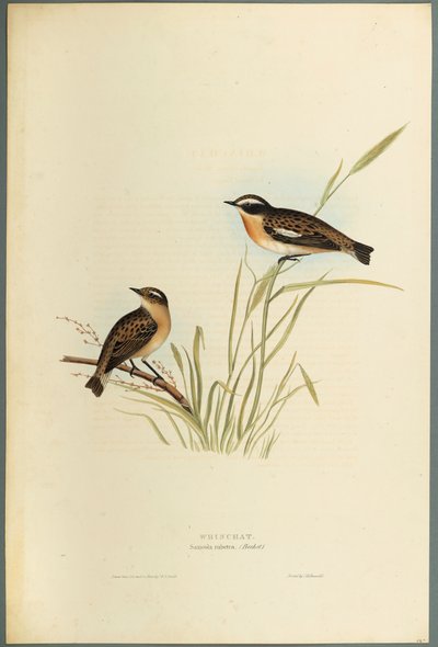 Saxicola Rubetra - Tarier des prés - John Gould