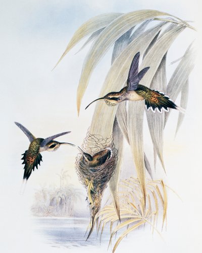 Ermite à gorge écailleuse (Phaethornis eurynome), gravure de Monograph of Trochilidae or Humming Birds (1849-1861) - John Gould