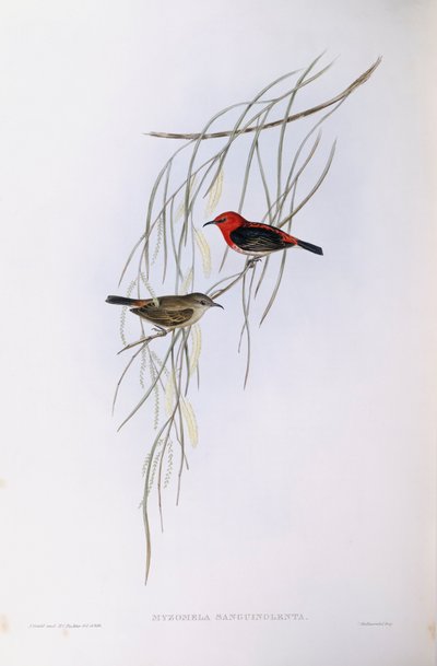 Myzomèle écarlate (Myzomela sanguinolenta), gravure de John Gould - John Gould