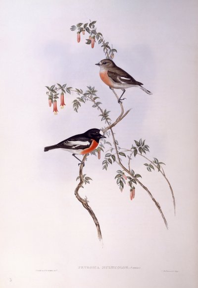 Rouge-gorge écarlate (Petroica multicolour), Gravure de John Gould - John Gould