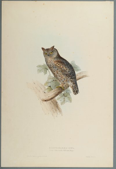 Scops Aldrovandi - Petit-duc scops - John Gould