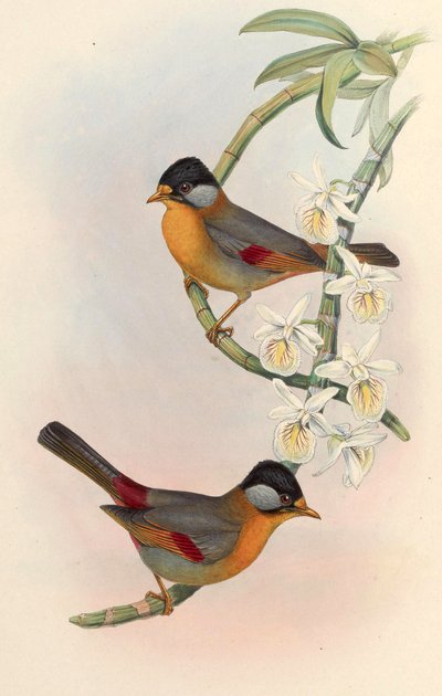 Mesia à oreilles argentées (Leiothrix à oreilles argentées) Leiothrix argentauris (Hodgson) - John Gould